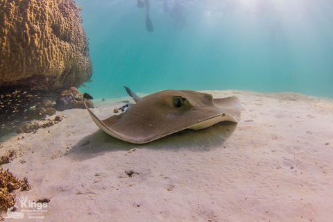 Ningaloo Reef Whale Shark Snorkeling Adventure Apr-July - Accommodation Sunshine Coast 12