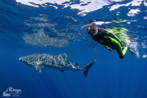 Ningaloo Reef Whale Shark Snorkeling Adventure Apr-July - Accommodation Sunshine Coast 10
