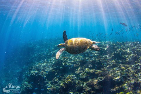 Ningaloo Reef Whale Shark Snorkeling Adventure Apr-July - Accommodation Sunshine Coast 3