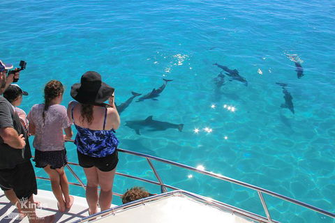 Ningaloo Reef Whale Shark Snorkeling Adventure Apr-July - Accommodation Sunshine Coast 4
