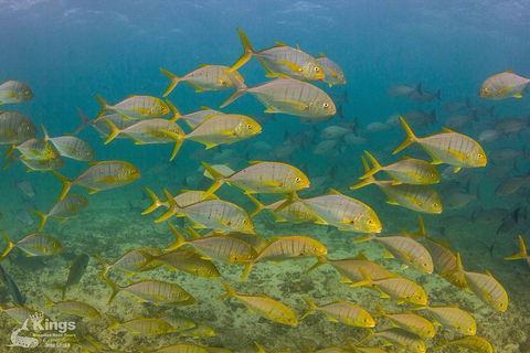 Ningaloo Reef Whale Shark Snorkeling Adventure Apr-July - Accommodation Sunshine Coast 5