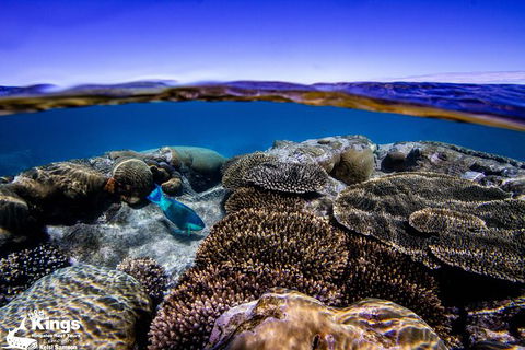 Ningaloo Reef Whale Shark Snorkeling Adventure Apr-July - Accommodation Sunshine Coast 8