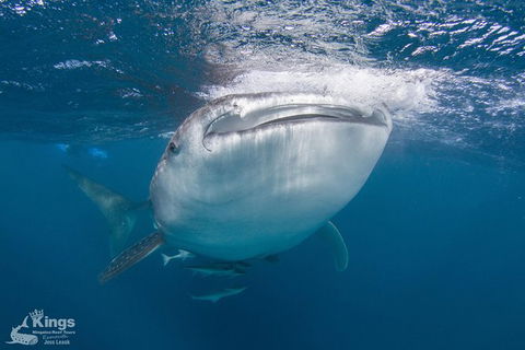 Ningaloo Reef Whale Shark Snorkeling Adventure Apr-July - Accommodation Sunshine Coast 9