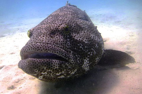 Scuba Dive Ningaloo Reef - Accommodation Sunshine Coast 1