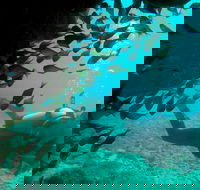 Scuba Dive Ningaloo Reef - Accommodation Sunshine Coast