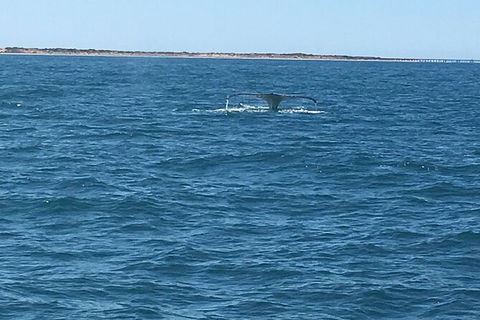 Scuba Dive Ningaloo Reef - Accommodation Sunshine Coast 5