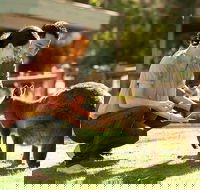 Very Best of Perth Tour - Wildlife Park  City Highlights Tour - Accommodation Sunshine Coast