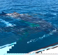Busselton Whale Watching - Accommodation Sunshine Coast