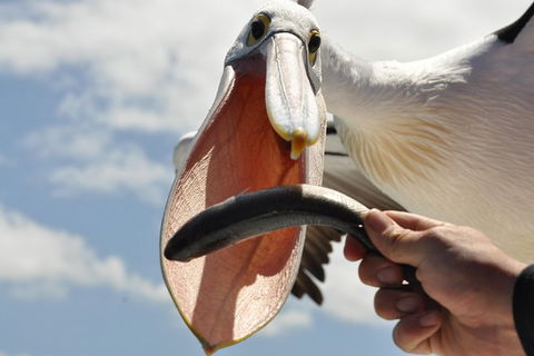 Albany Wildlife And Scenic Cruise - Accommodation Sunshine Coast 1