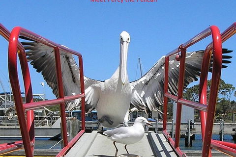 Albany Wildlife And Scenic Cruise - Accommodation Sunshine Coast 0