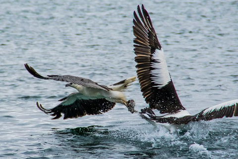 Albany Wildlife And Scenic Cruise - Accommodation Sunshine Coast 4
