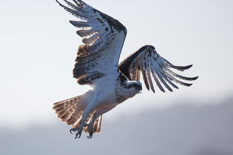 Albany Wildlife And Scenic Cruise - Accommodation Sunshine Coast 6