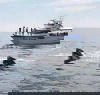 Busselton Whale Watching Eco Tour - Accommodation Sunshine Coast