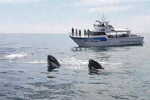Busselton Whale Watching Eco Tour - Accommodation Sunshine Coast 0