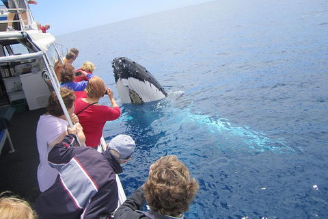 Busselton Whale Watching Eco Tour - Accommodation Sunshine Coast 1