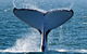 Sunset Cruise Wildlife Watching - thumb 1