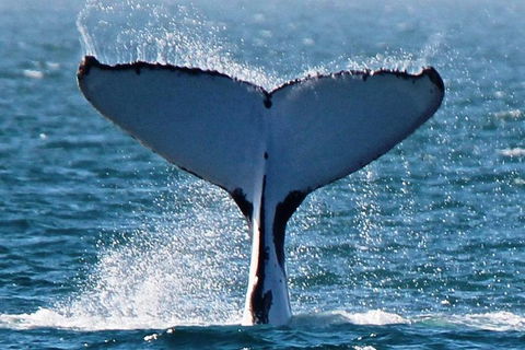 Sunset Cruise Wildlife Watching - Accommodation Sunshine Coast 1