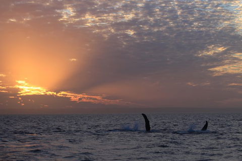 Sunset Cruise Wildlife Watching - Accommodation Sunshine Coast 5