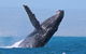 Sunset Cruise Wildlife Watching - thumb 2