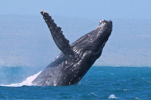 Sunset Cruise Wildlife Watching - Accommodation Sunshine Coast 2
