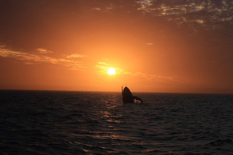 Sunset Cruise Wildlife Watching - Accommodation Sunshine Coast 4