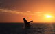Sunset Cruise Wildlife Watching - thumb 3
