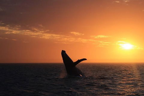 Sunset Cruise Wildlife Watching - Accommodation Sunshine Coast 3