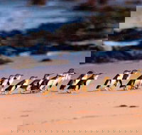 Phillip Island Penguin Parade Entry and Express Shuttle from Melbourne - Accommodation Sunshine Coast