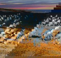 Phillip Island Tour from Melbourne - Accommodation Sunshine Coast