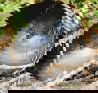 Phillip Island Penguin Parade Evening Tour - Accommodation Sunshine Coast