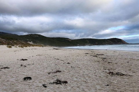 Wilsons Promontory Walking And Sightseeing Tour From Phillip Island - Accommodation Sunshine Coast 11