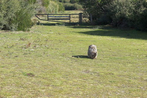 Wilsons Promontory Walking And Sightseeing Tour From Phillip Island - Accommodation Sunshine Coast 9