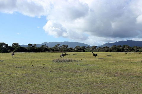 Wilsons Promontory Walking And Sightseeing Tour From Phillip Island - Accommodation Sunshine Coast 8
