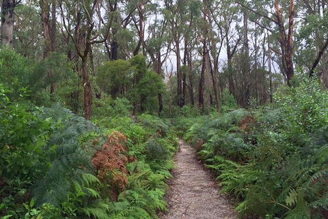 Wilsons Promontory Walking And Sightseeing Tour From Phillip Island - Accommodation Sunshine Coast 6