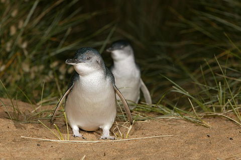 Boutique Journey To Phillip Island With Penguin Parade In Stylish Mercedes-Benz - Accommodation Sunshine Coast 1