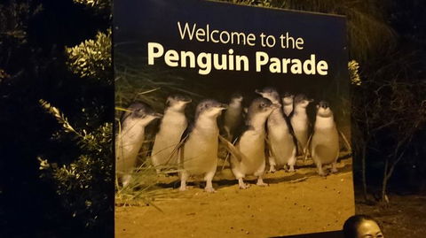 Boutique Journey To Phillip Island With Penguin Parade In Stylish Mercedes-Benz - Accommodation Sunshine Coast 2
