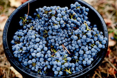 Half Day Yarra Valley Winery Day Trip From Melbourne - Accommodation Sunshine Coast 4