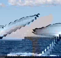 Phillip Island Whale Watching Tour - Accommodation Sunshine Coast