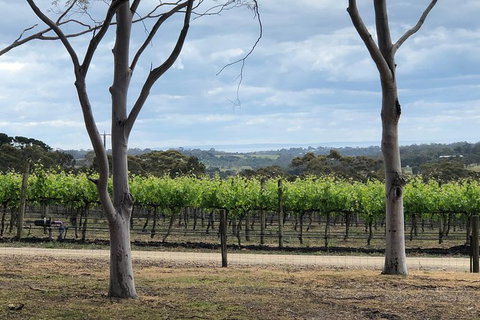 Yarra Valley Wine Tour Inc Lunch With A Glass Of Wine, Tastings And Chocolate - Accommodation Sunshine Coast 11