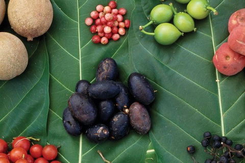 AUSTRALIAN NATIVE FOOD TOUR From Melbourne - Accommodation Sunshine Coast 0