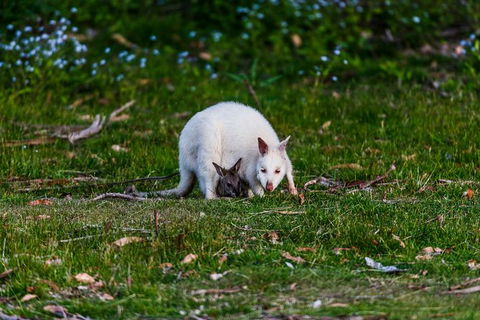 Bruny Island All Inclusive Gourmet Day Trip From Hobart - Accommodation Sunshine Coast 26