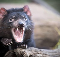 Port Arthur and Tassie Devils Active Day Tour from Hobart - Accommodation Sunshine Coast