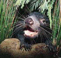Hobart Shore Excursion Half Day Bonorong Wildlife Park with Richmond Tour - Accommodation Sunshine Coast