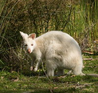 Bruny Island premium private photo-oriented day tour from Hobart - Accommodation Sunshine Coast