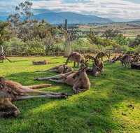 Shore Excursion Hobart's Best In Half A Day - Accommodation Sunshine Coast