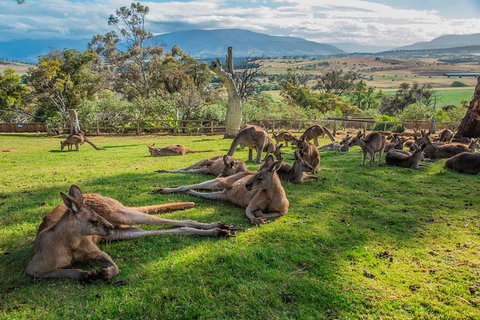 Shore Excursion: Hobart's Best In Half A Day - Accommodation Sunshine Coast 0