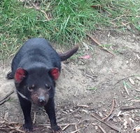 South East Food Sightseeing Private Tour with the Tasmanian Devil Unzoo - Accommodation Sunshine Coast