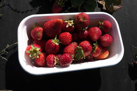 Agrarian Kitchen Eatery And Derwent Valley Gourmet Food Tour - Accommodation Sunshine Coast 8