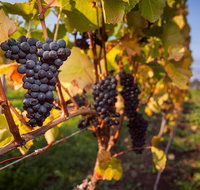 Half Day Tamar Valley Wine Tour - Accommodation Sunshine Coast