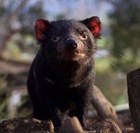 Mt. Field National Park and Bonorong Wildlife Park - Accommodation Sunshine Coast